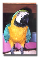 Blue and Gold Macaws: SOLD